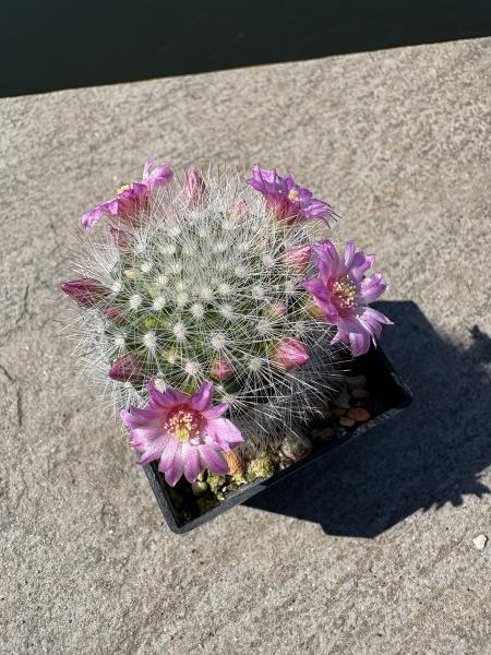 Mammillaria schwarzii